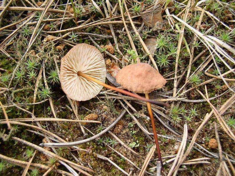 Міцелій чесночник звичайного, Marasmius scorodonius від компанії Магазин грибного міцелію Mushroom Seeds - фото 1