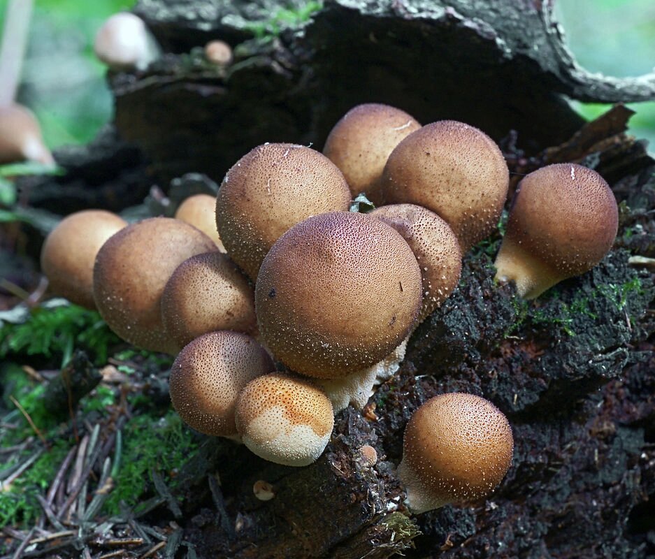 Міцелій дощовик грушоподібної, Lycopеrdon pyrifоrme від компанії Магазин грибного міцелію Mushroom Seeds - фото 1