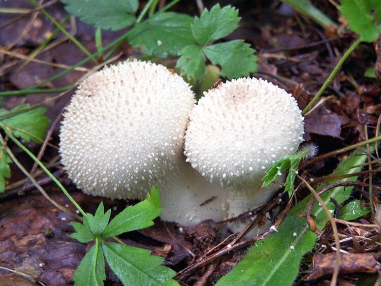 Міцелій дощовик їстівний (дощовик їстівного), Lycoperdon perlatum від компанії Магазин грибного міцелію Mushroom Seeds - фото 1