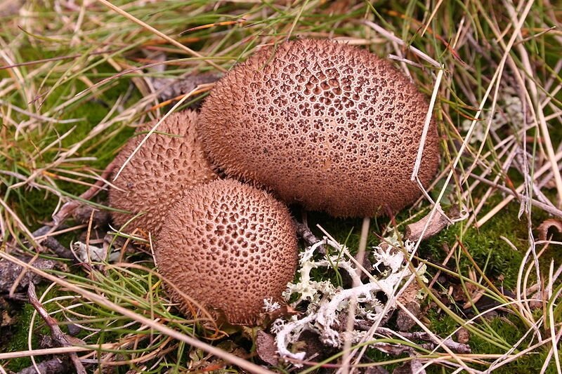 Міцелій дощовик умбрових, Lycoperdon umbrinum від компанії Магазин грибного міцелію Mushroom Seeds - фото 1