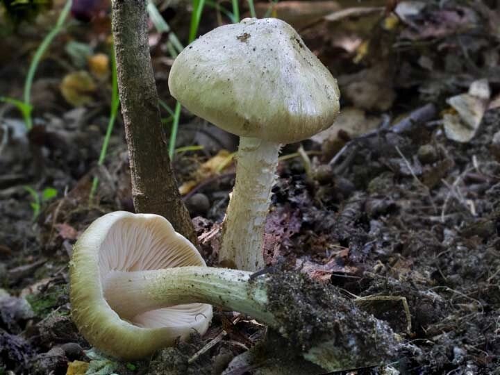 Міцелій ентоломи садової, Entoloma clypeatum від компанії Магазин грибного міцелію Mushroom Seeds - фото 1
