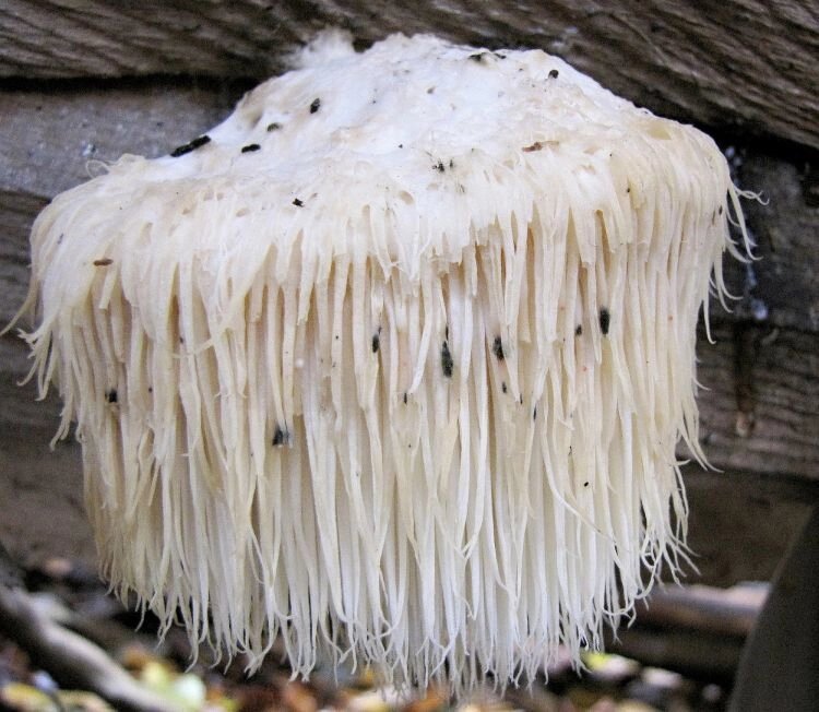 Міцелій Геріція гребенчатого (шипуватий), Hericium erinaceus від компанії Магазин грибного міцелію Mushroom Seeds - фото 1