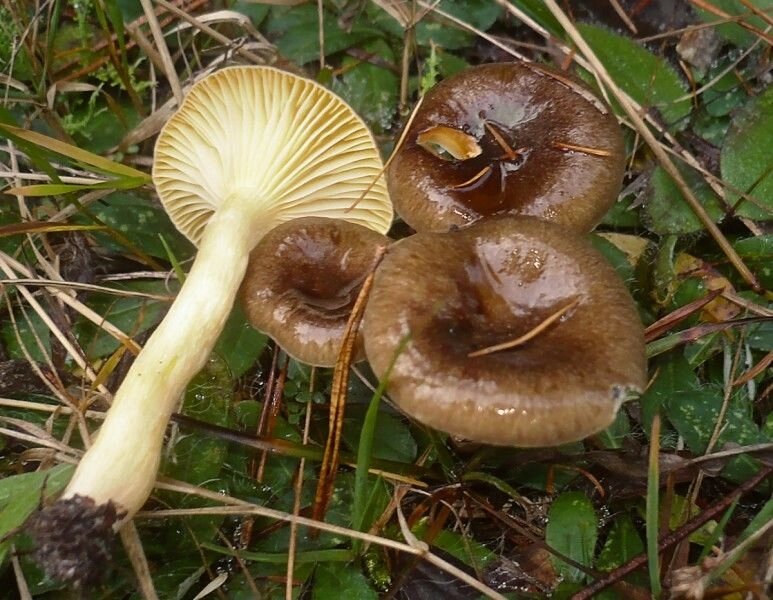 Міцелій Гігрофор пізній (бурий), Hygrophorus hypothejus від компанії Магазин грибного міцелію Mushroom Seeds - фото 1