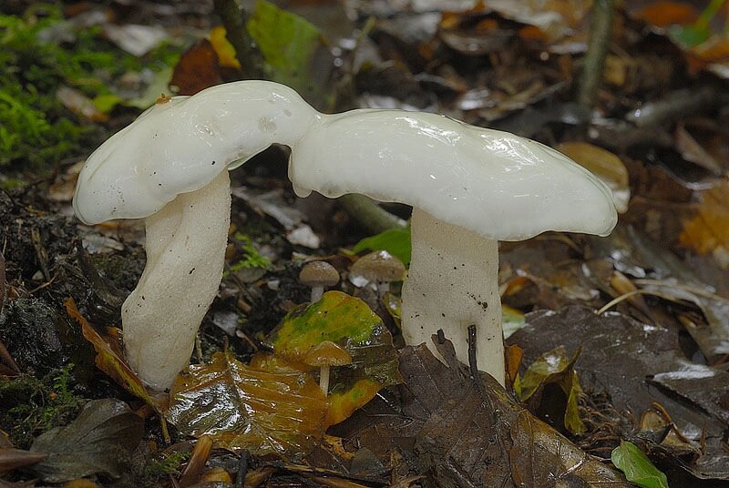 Міцелій Гігрофора жовтувато-білого, Hygrophorus eburneus від компанії Магазин грибного міцелію Mushroom Seeds - фото 1