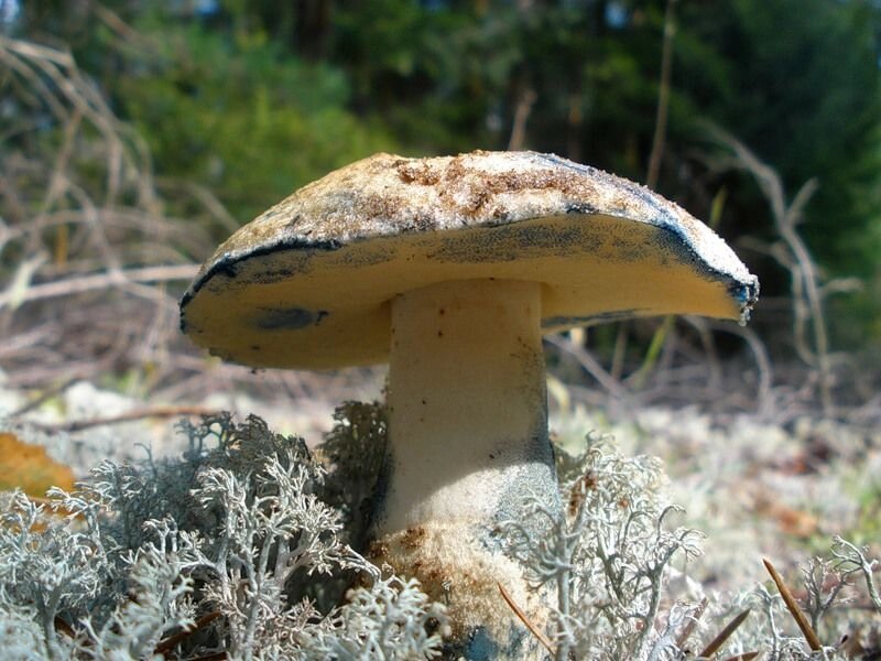 Міцелій гіропор березового (гіропор березовий синіючий), Gyroporus cyanescens від компанії Магазин грибного міцелію Mushroom Seeds - фото 1