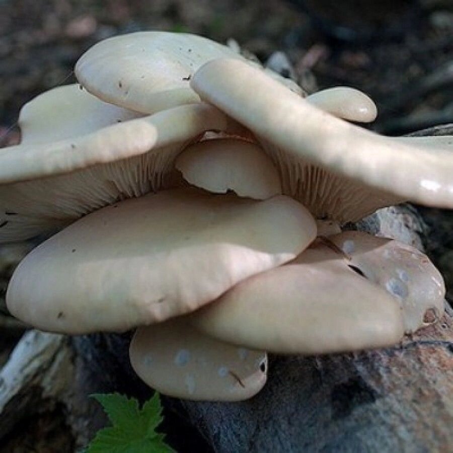 Міцелій Гливи білий ельф, Рleurotus cystidiosus від компанії Магазин грибного міцелію Mushroom Seeds - фото 1