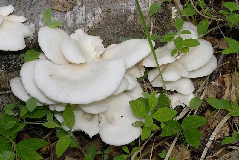 Міцелій Гливи білої, Pleurotus pulmonarius від компанії Магазин грибного міцелію Mushroom Seeds - фото 1