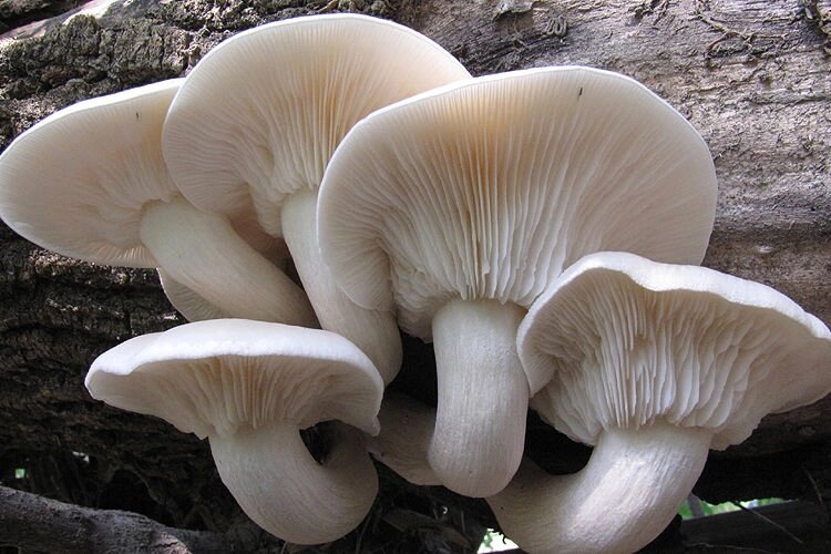Міцелій Гливи дубової, Pleurotus dryinus від компанії Магазин грибного міцелію Mushroom Seeds - фото 1