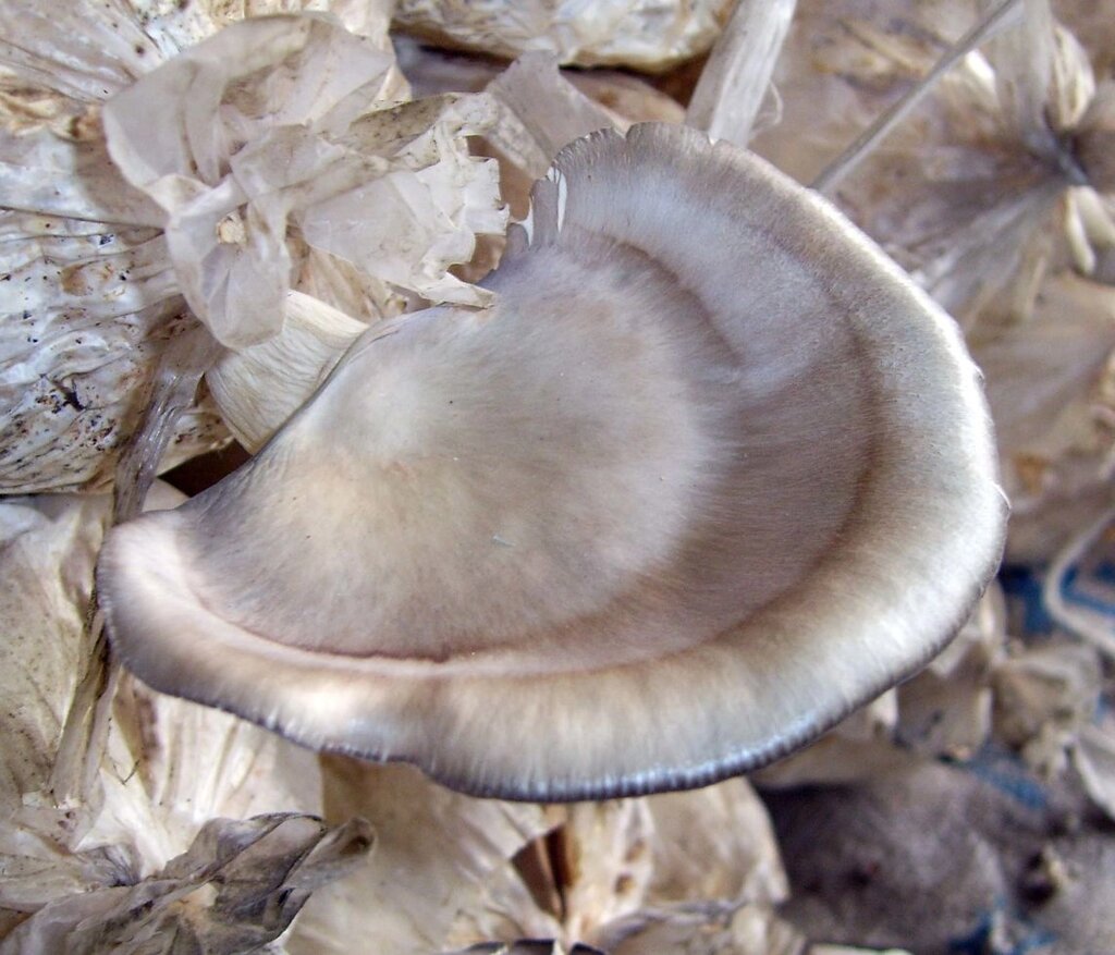 Міцелій Гливи флоридської, Pleurotus ostreatus Florida від компанії Магазин грибного міцелію Mushroom Seeds - фото 1