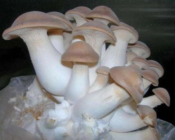 Міцелій Гливи королівської, Pleurotus eryngii від компанії Магазин грибного міцелію Mushroom Seeds - фото 1