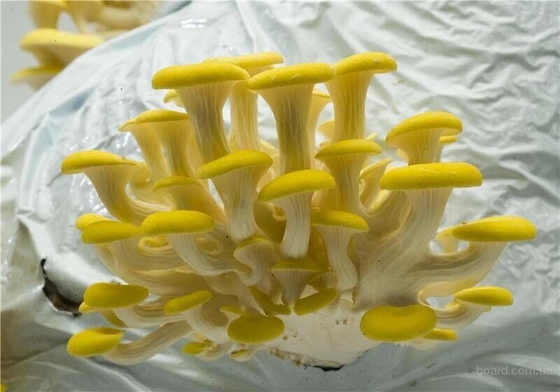 Міцелій Гливи лимонно-жовтої, Pleurotus citrinopileatus від компанії Магазин грибного міцелію Mushroom Seeds - фото 1