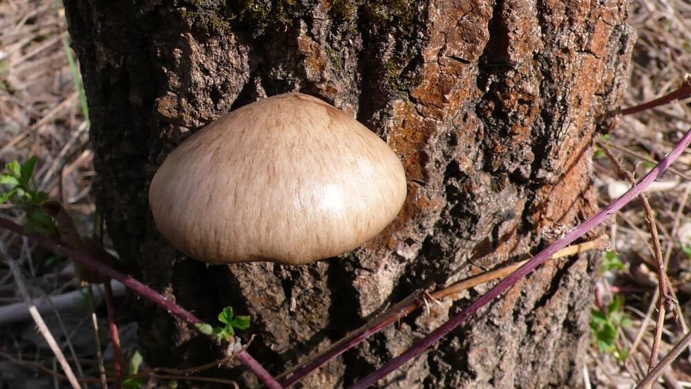 Міцелій Гливи одиночної, Pleurotus calyptratus від компанії Магазин грибного міцелію Mushroom Seeds - фото 1