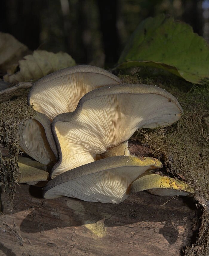 Міцелій Гливи пізньої, Panellus serotinus від компанії Магазин грибного міцелію Mushroom Seeds - фото 1
