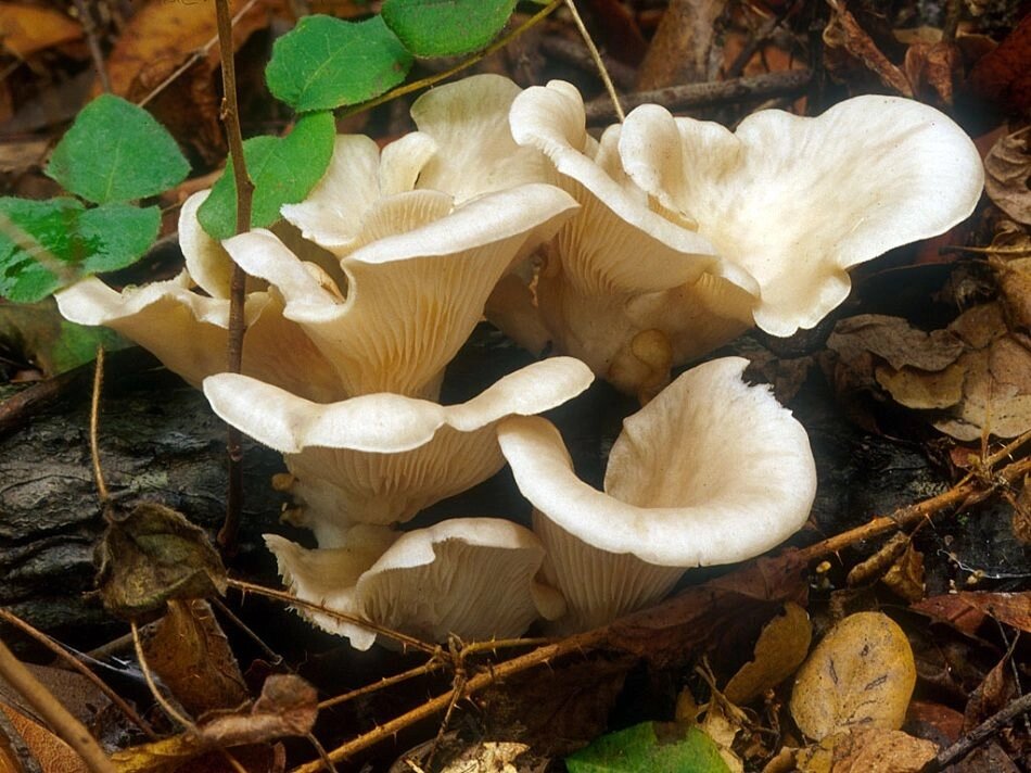 Міцелій Гливи ріжкоподібної, Pleurotus cornucopiae від компанії Магазин грибного міцелію Mushroom Seeds - фото 1