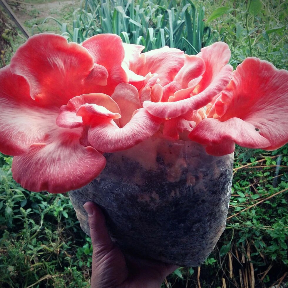 Міцелій Гливи рожевої, Pleurotus djamor від компанії Магазин грибного міцелію Mushroom Seeds - фото 1
