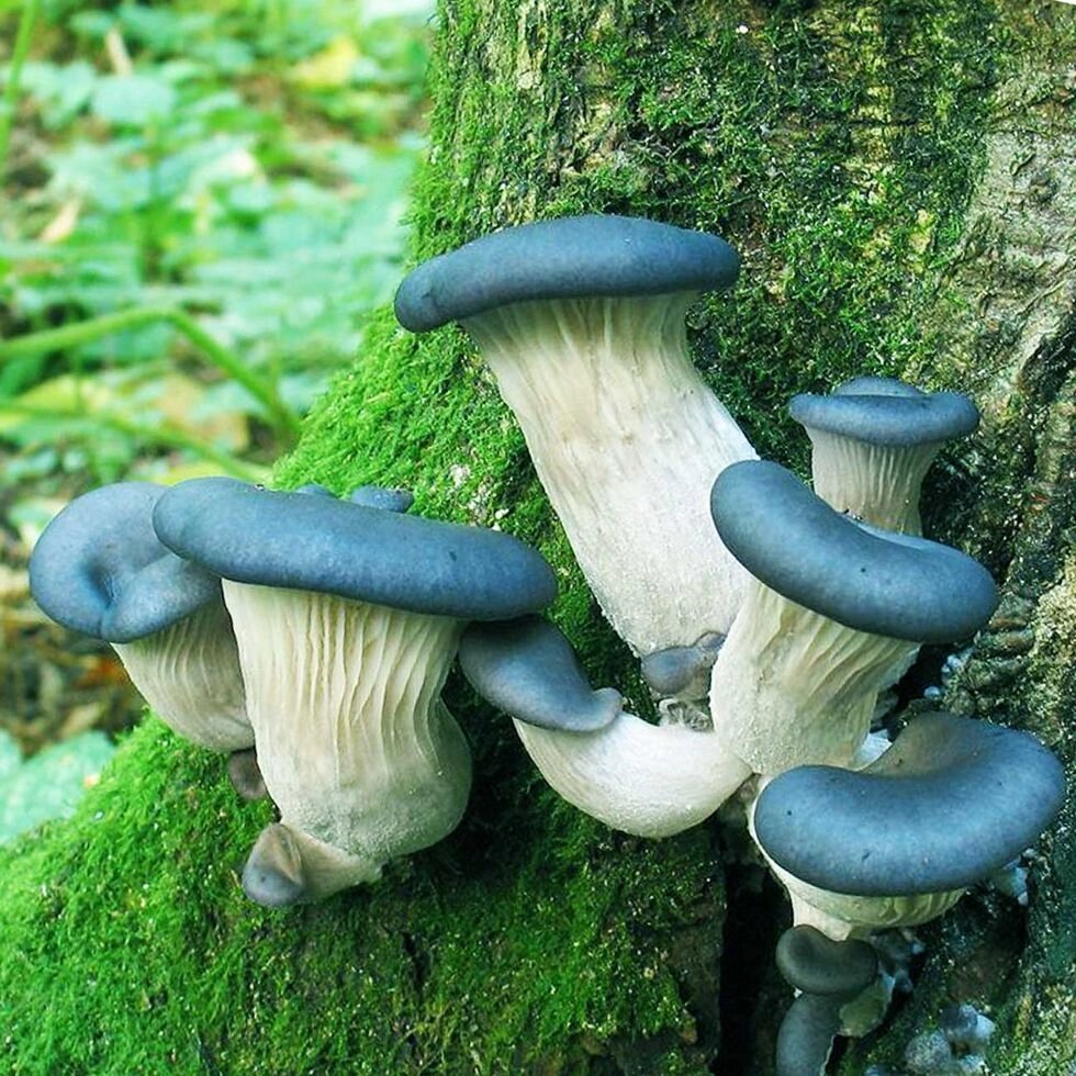Міцелій Гливи синя панчоха, Pleurotus columbinus від компанії Магазин грибного міцелію Mushroom Seeds - фото 1