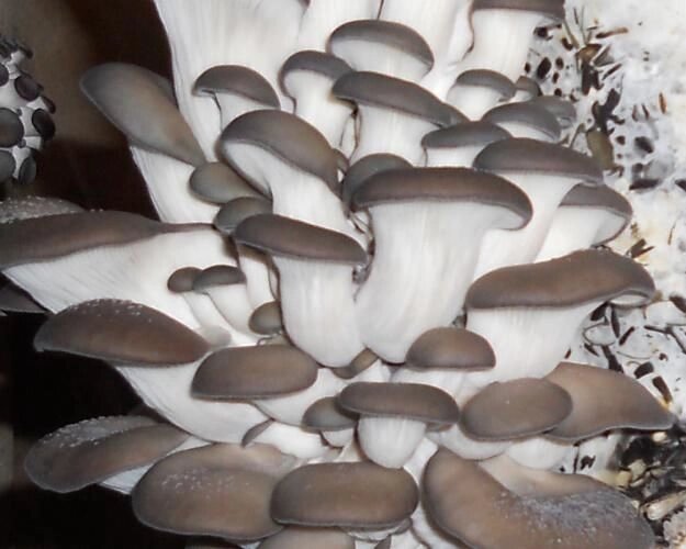 Міцелій Гливи звичайної сірої, Pleurotus sajor-caju від компанії Магазин грибного міцелію Mushroom Seeds - фото 1