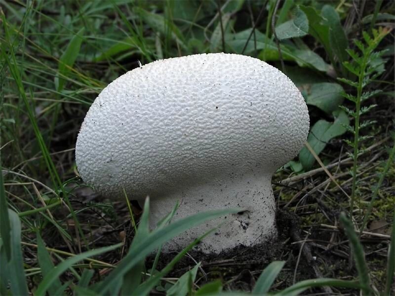 Міцелій Головача круглого, Calvatia utriformis від компанії Магазин грибного міцелію Mushroom Seeds - фото 1