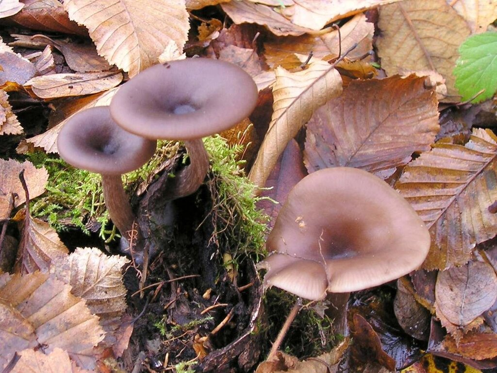 Міцелій говорушку бокаловидной, Pseudoclitocybe cyathiformis від компанії Магазин грибного міцелію Mushroom Seeds - фото 1