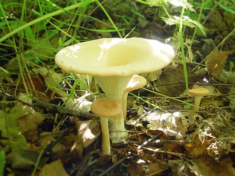 Міцелій говорушку ворончатой, Clitocybe gibba від компанії Магазин грибного міцелію Mushroom Seeds - фото 1