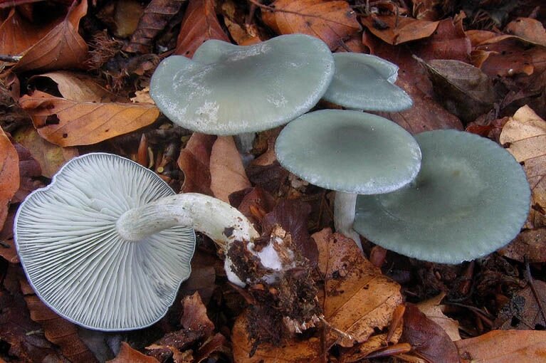 Міцелій говорушку запашної (анісової), Clitocybe odorа від компанії Магазин грибного міцелію Mushroom Seeds - фото 1