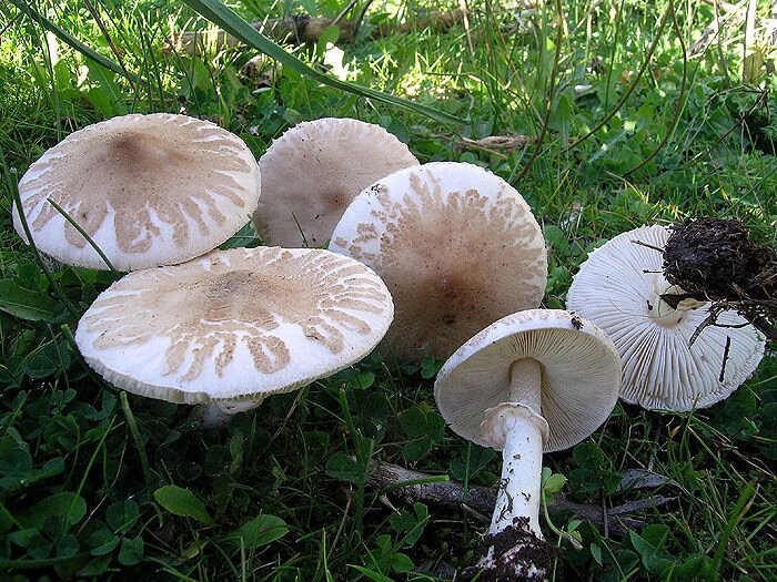 Міцелій Гриба-парасольки білого (Парасольки польового), Macrolepiota excoriata від компанії Магазин грибного міцелію Mushroom Seeds - фото 1