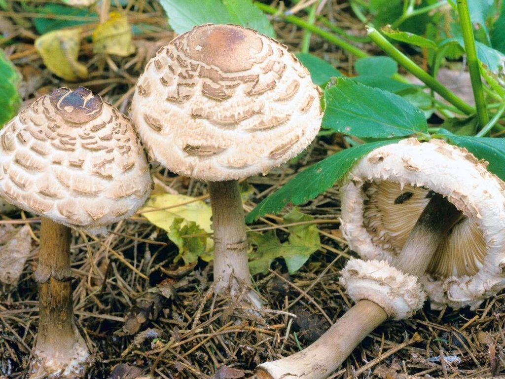 Міцелій Гриба-парасольки кудлатого (Гриба-парасольки червоніє), Chlorophyllum rhacodes від компанії Магазин грибного міцелію Mushroom Seeds - фото 1