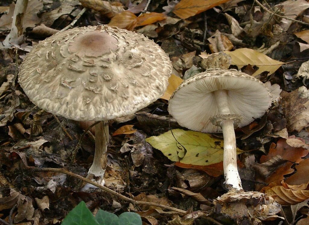 Міцелій Гриба-парасольки високого (строкатого), Macrolepiota procera від компанії Магазин грибного міцелію Mushroom Seeds - фото 1