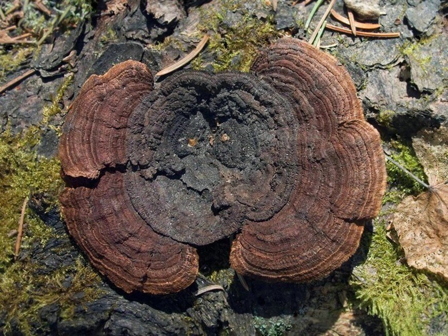 Міцелій Гриба забірного (трутовик забірного), Gloeophyllum sepiarium від компанії Магазин грибного міцелію Mushroom Seeds - фото 1