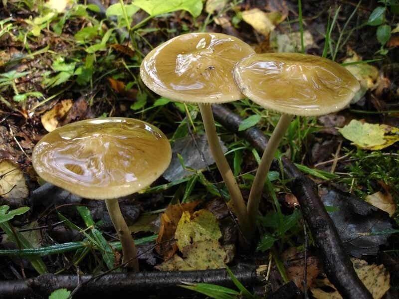Міцелій Грошики кореневої, Oudemansiella radicata від компанії Магазин грибного міцелію Mushroom Seeds - фото 1