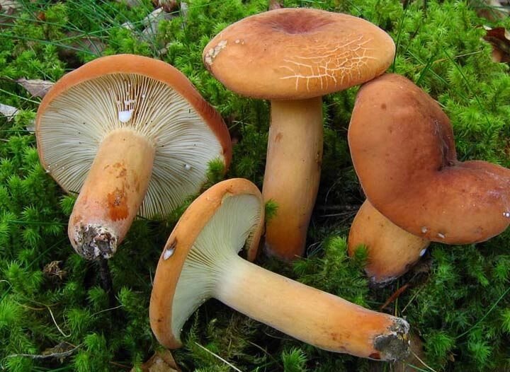 Міцелій Груздя червоно-коричневого (Подмолочніка), Lactarius volemus від компанії Магазин грибного міцелію Mushroom Seeds - фото 1
