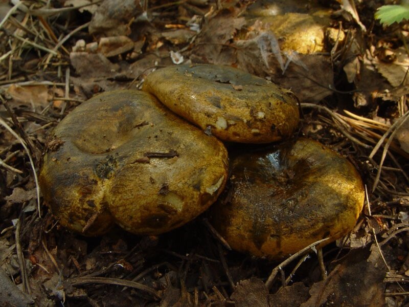 Міцелій Груздя чорного, Lactarius necator від компанії Магазин грибного міцелію Mushroom Seeds - фото 1