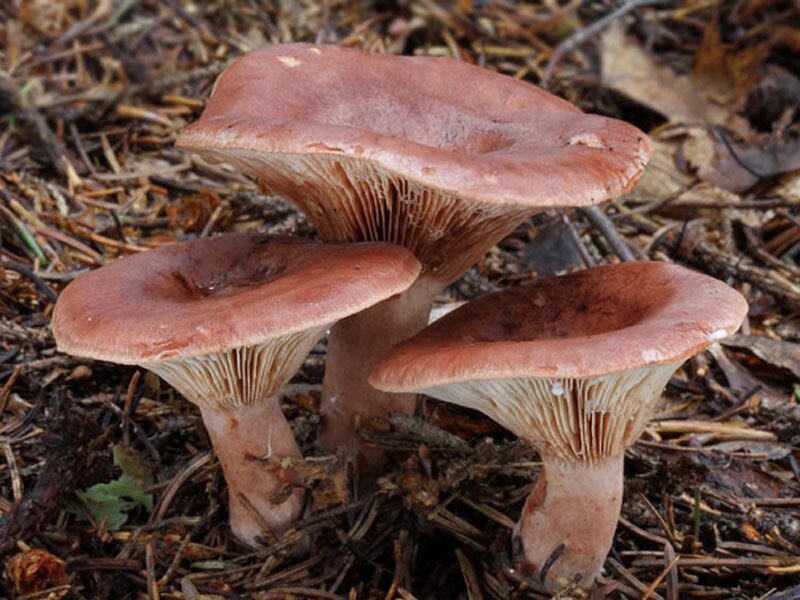 Міцелій Груздя гіркого (горькушки рудої), Lactarius rufus від компанії Магазин грибного міцелію Mushroom Seeds - фото 1