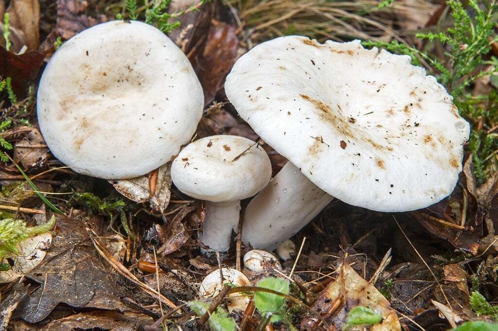 Міцелій Груздя перцевого, Lactarius piperatus від компанії Магазин грибного міцелію Mushroom Seeds - фото 1