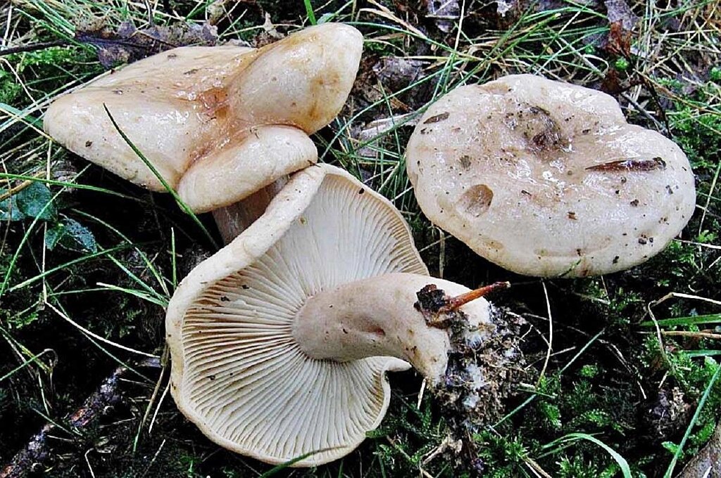 Міцелій Груздя пергаментного, Lactarius pergamenus від компанії Магазин грибного міцелію Mushroom Seeds - фото 1