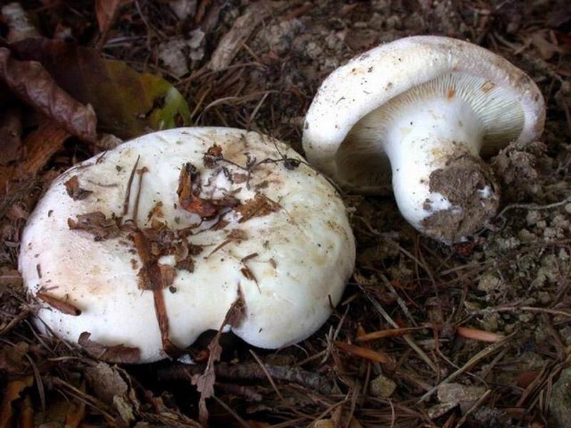 Міцелій Груздя повстяного (скріпіци), Lactarius vellereus від компанії Магазин грибного міцелію Mushroom Seeds - фото 1
