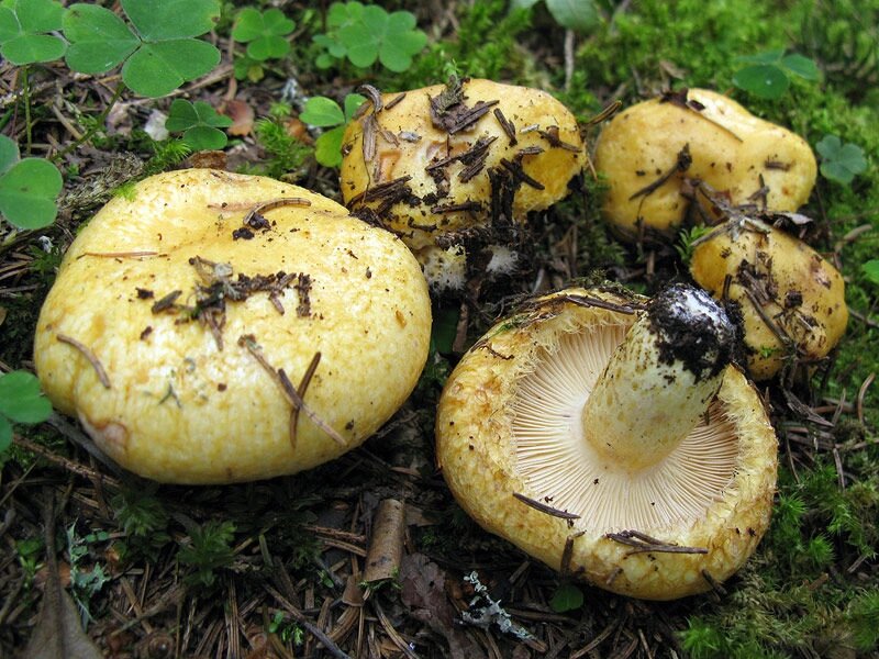 Міцелій Груздя синіючі, Lactarius repraesentaneus від компанії Магазин грибного міцелію Mushroom Seeds - фото 1