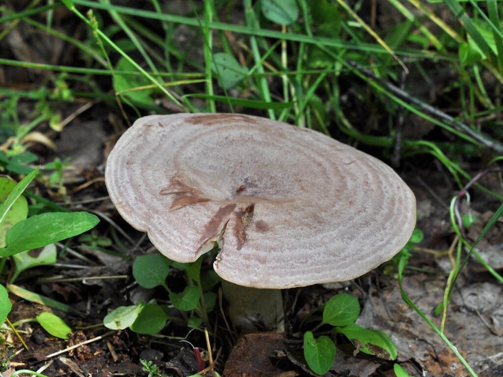 Міцелій Груздя сіро-лілуватого (Серушка), Lactarius flexuosus від компанії Магазин грибного міцелію Mushroom Seeds - фото 1