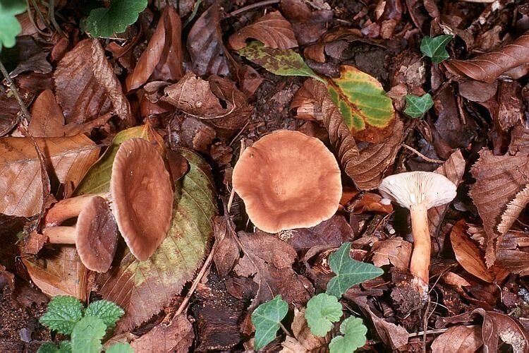 Міцелій Груздя солодкого (краснушкі), Lactarius subdulcis від компанії Магазин грибного міцелію Mushroom Seeds - фото 1