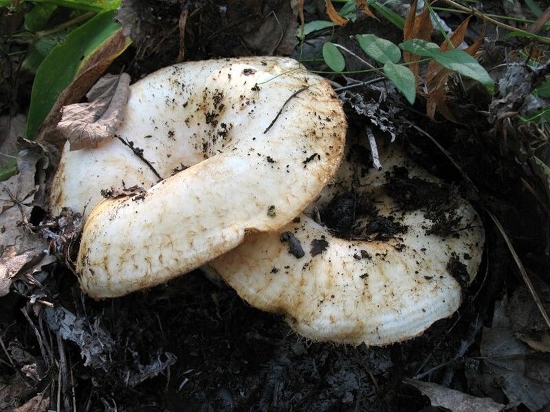 Міцелій Груздя справжнього, Lactarius resimus від компанії Магазин грибного міцелію Mushroom Seeds - фото 1