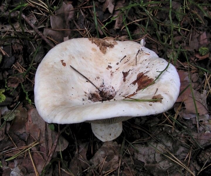 Міцелій Груздя тополевого (Груздя осикового), Lactarius controversus від компанії Магазин грибного міцелію Mushroom Seeds - фото 1