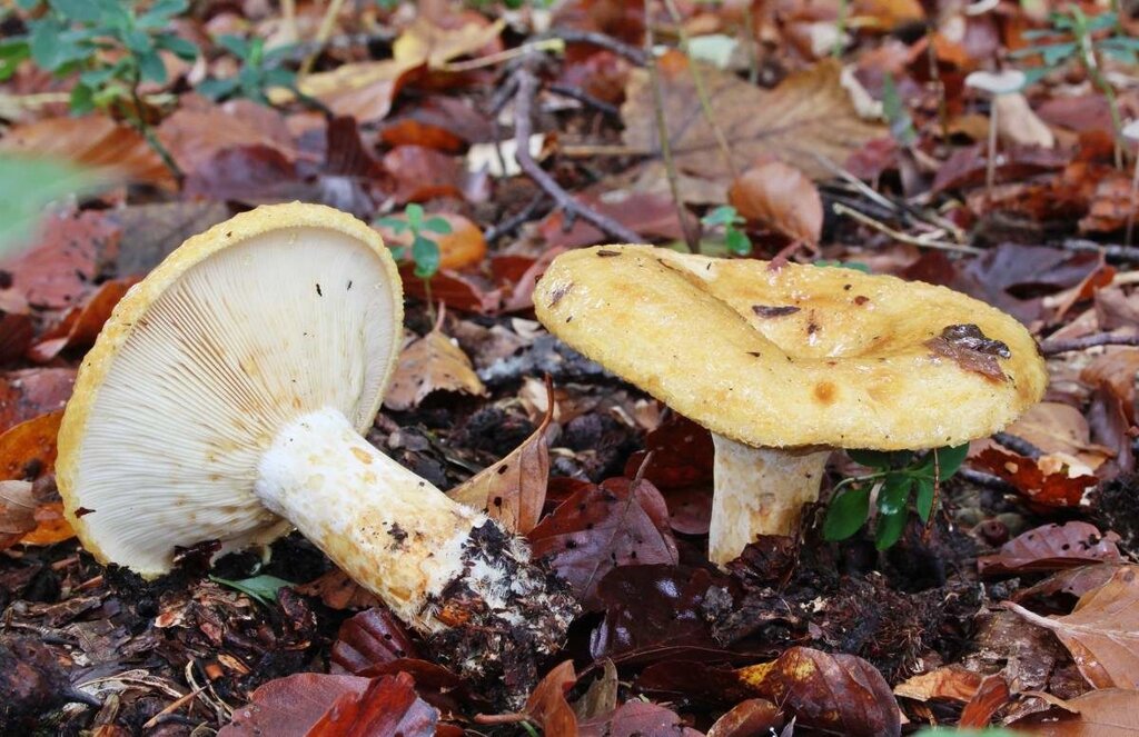 Міцелій Груздя ямчатой ​​(Груздя жовтого), Lactarius scrobiculatus від компанії Магазин грибного міцелію Mushroom Seeds - фото 1