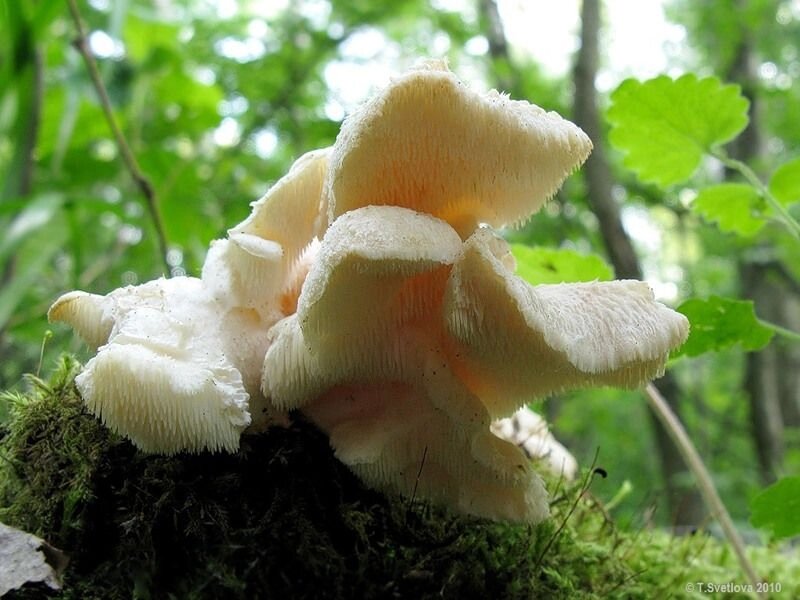 Міцелій Їжовик вусиковий (Креолофуса вусиковий), Hericium cirrhatum від компанії Магазин грибного міцелію Mushroom Seeds - фото 1