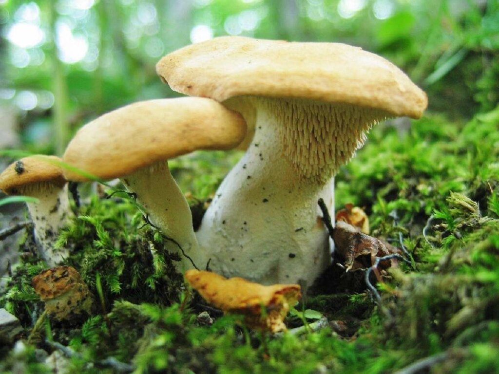 Міцелій Їжовик жовтого, Hydnum repandum від компанії Магазин грибного міцелію Mushroom Seeds - фото 1