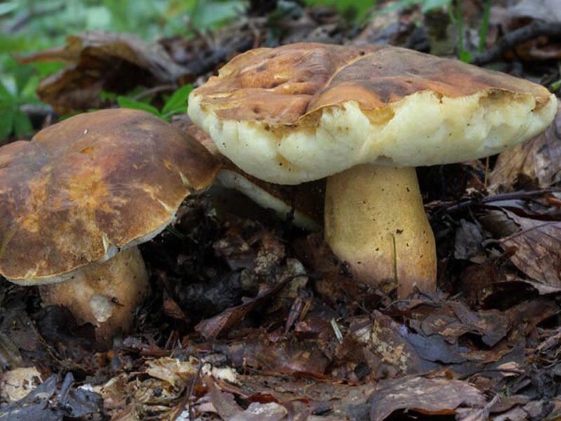 Міцелій Каштанового гриба (Гіропоруса каштанового), Gyroporus castaneus від компанії Магазин грибного міцелію Mushroom Seeds - фото 1