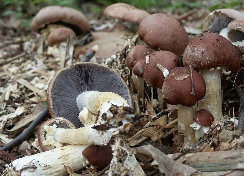 Міцелій кільцевик, Stropharia rugoso-annulata від компанії Магазин грибного міцелію Mushroom Seeds - фото 1
