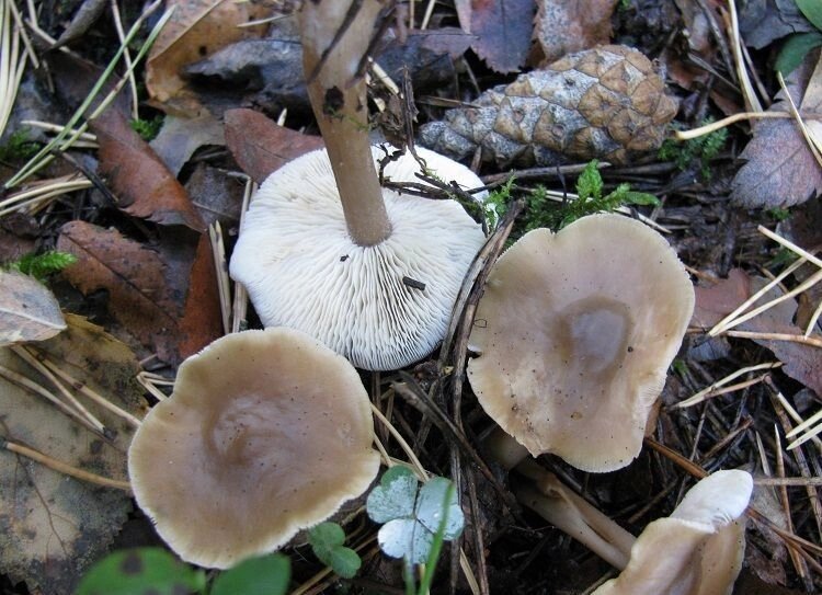 Міцелій Коллібія каштанової (Грошики каштановою), Collybia butyracea від компанії Магазин грибного міцелію Mushroom Seeds - фото 1