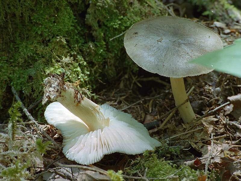 Міцелій Коллібія шірокопластінчатой, Collybia platyphylla від компанії Магазин грибного міцелію Mushroom Seeds - фото 1