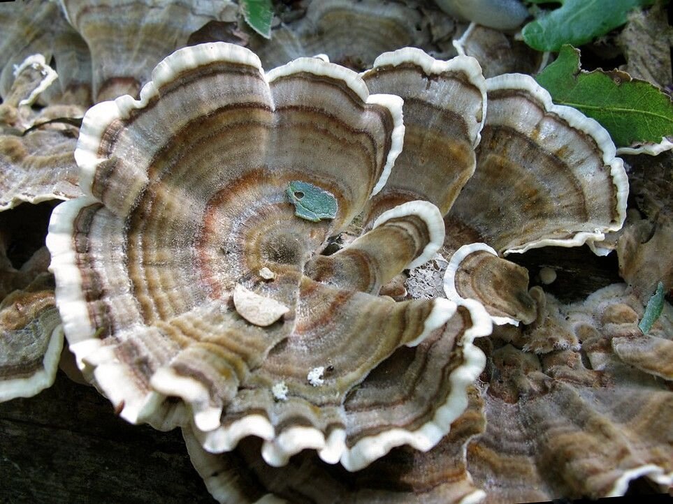 Міцелій Коріолуса багатоколірного (трутовик строкатого), Trametes versicolor від компанії Магазин грибного міцелію Mushroom Seeds - фото 1
