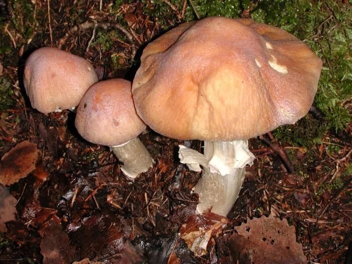 Міцелій Ковпака кільчастого, Rozites caperatus від компанії Магазин грибного міцелію Mushroom Seeds - фото 1